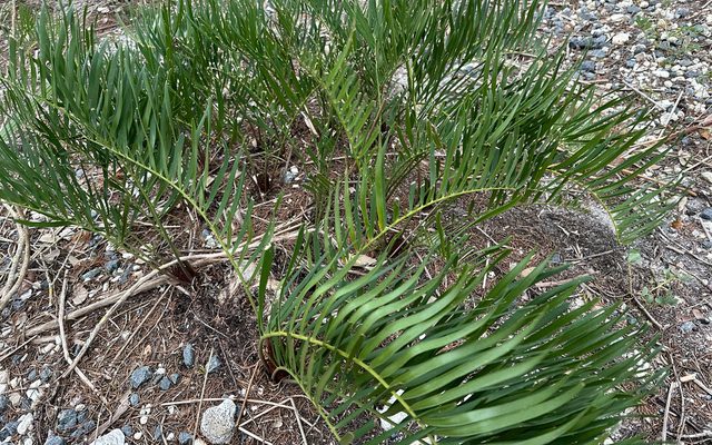 Coontie reference