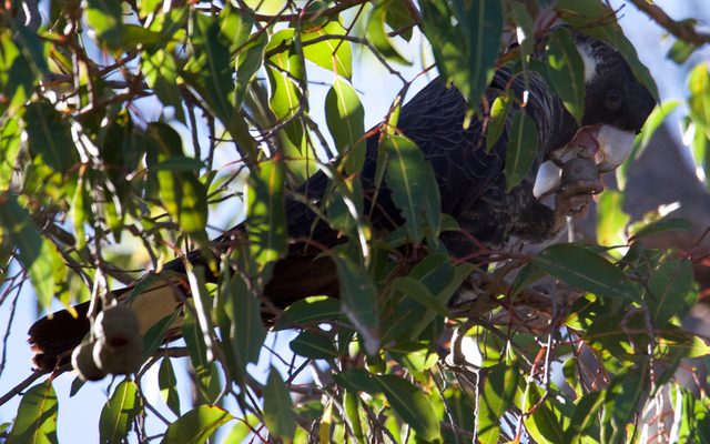 Baudin's Black Cockatoo reference