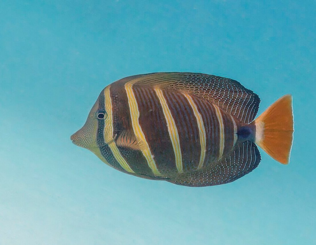 Sailfin Tang reference