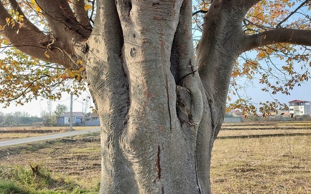 Caucasian Zelkova reference