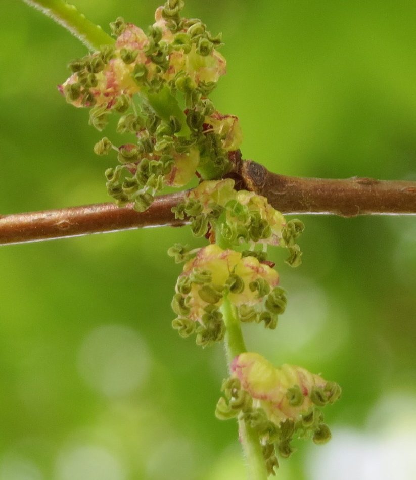 Zelkova serrata reference