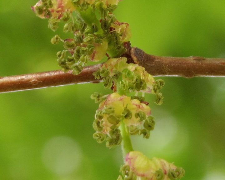 Zelkova serrata