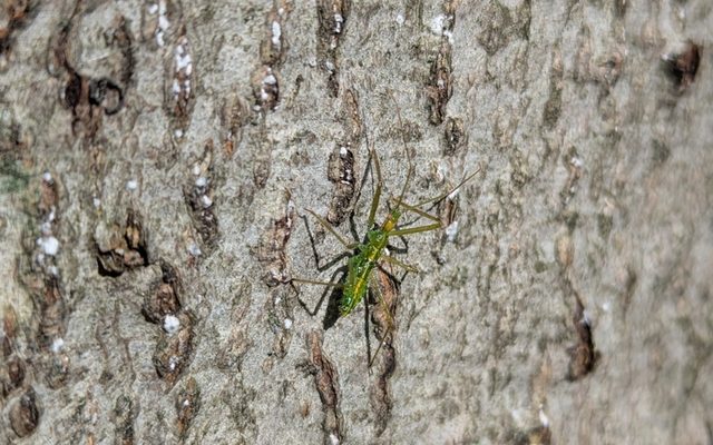 Pale Green Assassin Bug reference
