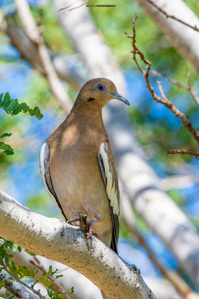 White-winged Dove reference
