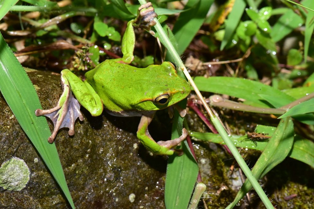 Emerald Tree Frog reference