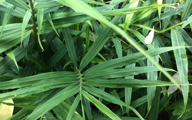 Garden Ginger reference
