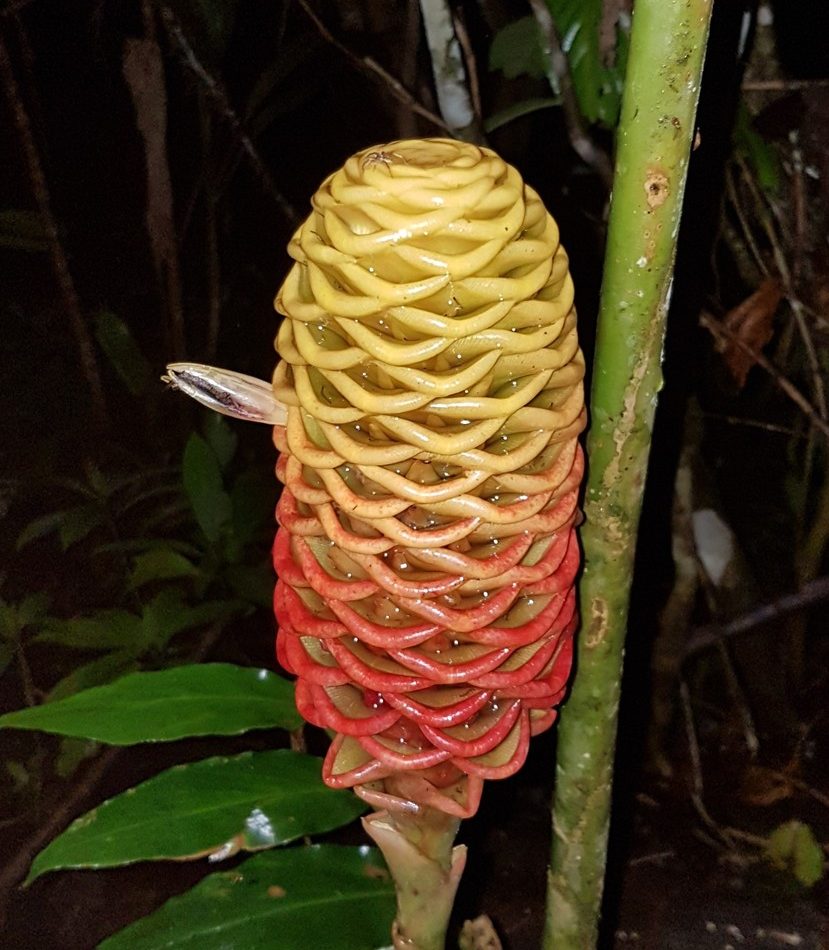 beehive ginger reference