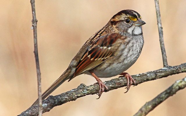 White-throated Sparrow reference