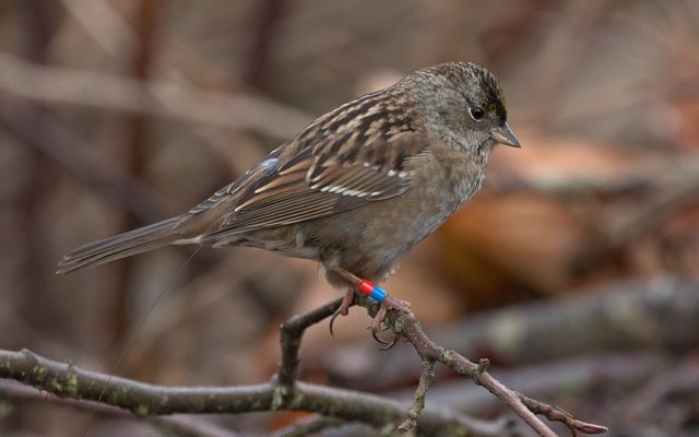 Golden-crowned Sparrow reference
