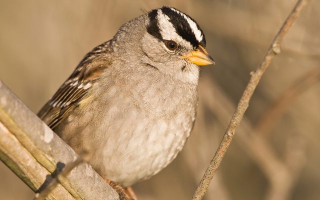White-crowned Sparrow reference
