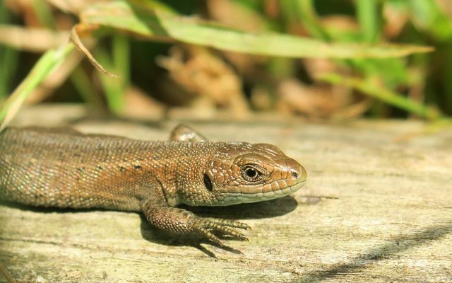 Viviparous Lizard reference