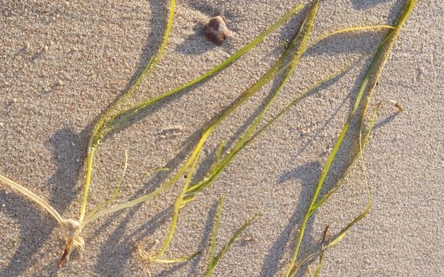 Eelgrass reference