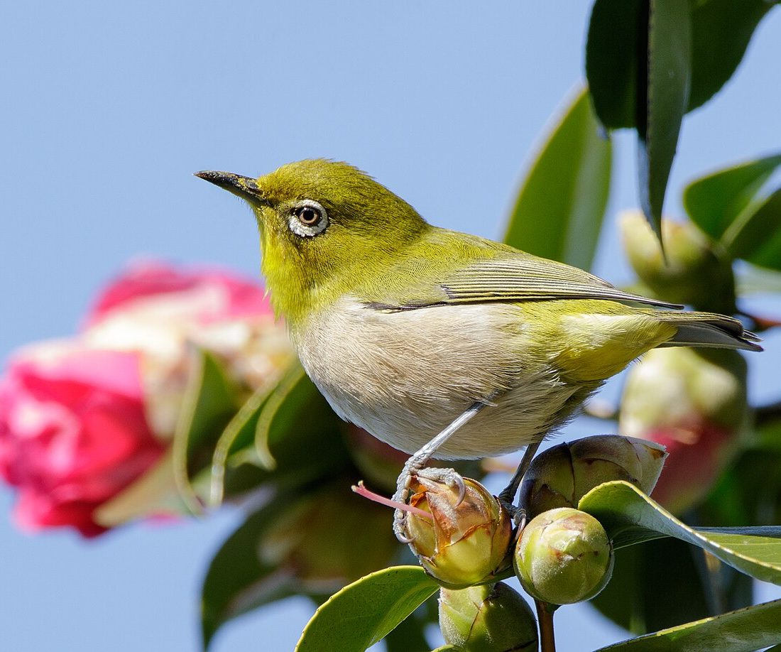 Swinhoe's White-eye reference