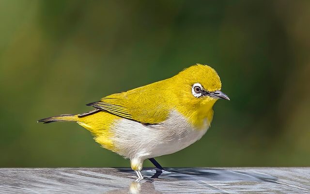 Indian White-eye reference